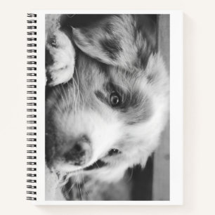australian shepherd puppy bw notebook