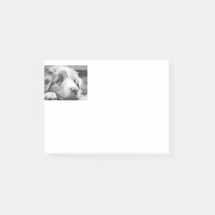 australian shepherd puppy bw post-it notes