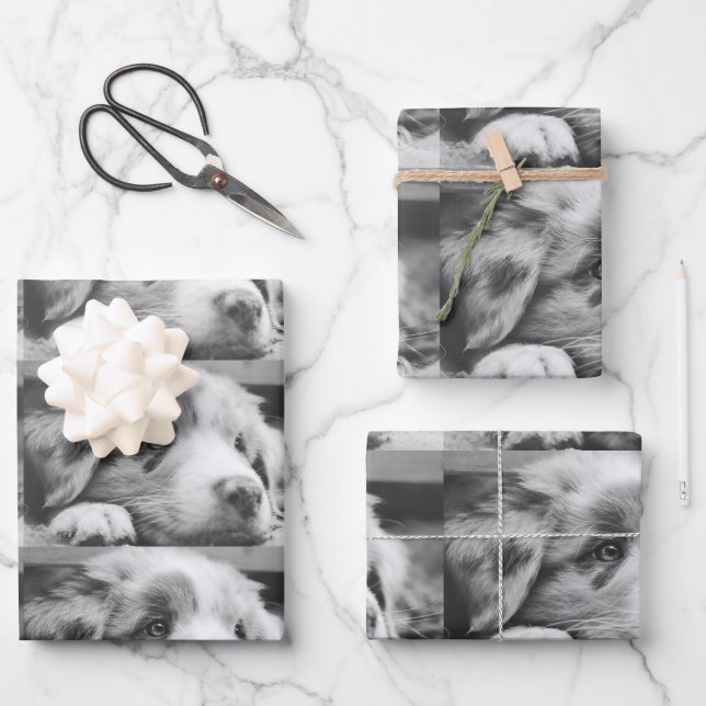 australian shepherd puppy bw wrapping paper sheet (Front)