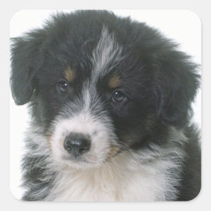 Australian Shepherd Puppy Dog Love Aussie Square Sticker