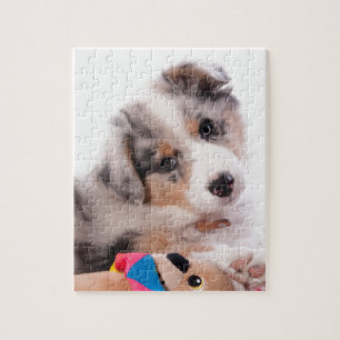 Australian shepherd puppy jigsaw puzzle