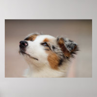 Australian Shepherd Puppy