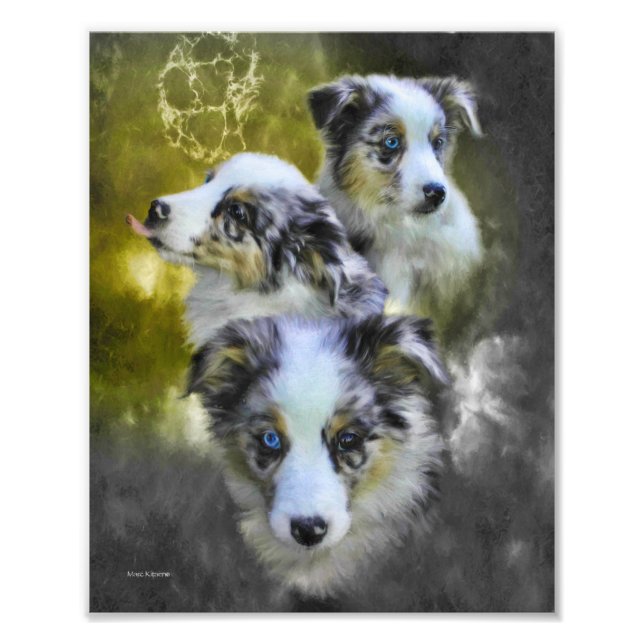Australian Shepherd Puppy Triad Photo Print (Front)