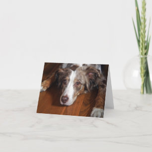 australian shepherd red merle laying flat card
