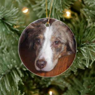 australian shepherd red merle laying flat ceramic ornament