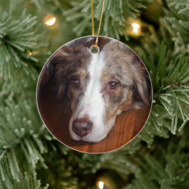 australian shepherd red merle laying flat ceramic ornament (Tree)