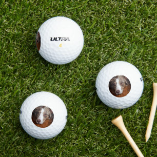 australian shepherd red merle laying flat golf balls