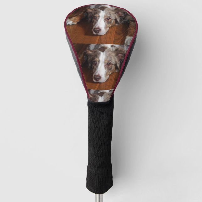 australian shepherd red merle laying flat golf head cover (Front)