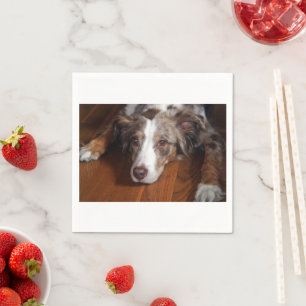 australian shepherd red merle laying flat napkin