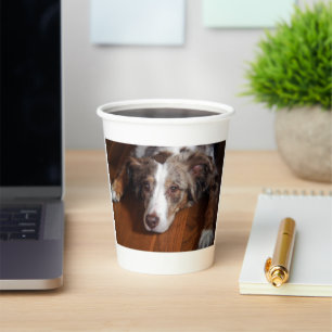 australian shepherd red merle laying flat paper cups