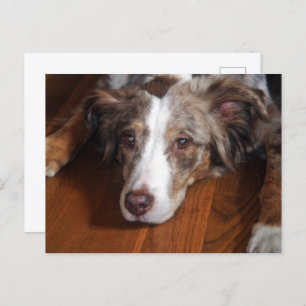 australian shepherd red merle laying flat postcard