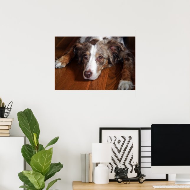 australian shepherd red merle laying flat poster (Home Office)