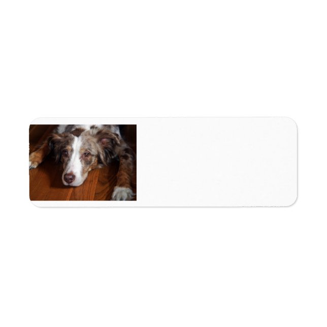 australian shepherd red merle laying flat return address label (Front)