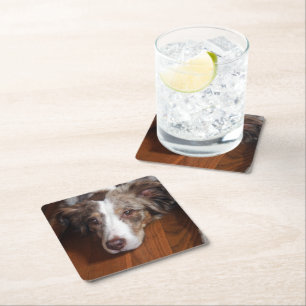 australian shepherd red merle laying flat square paper coaster