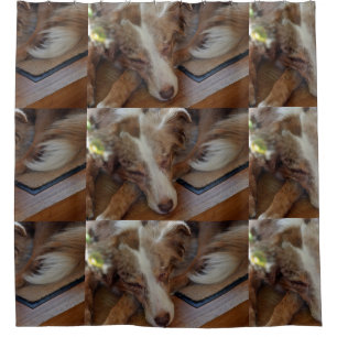 australian shepherd red merle sleep shower curtain