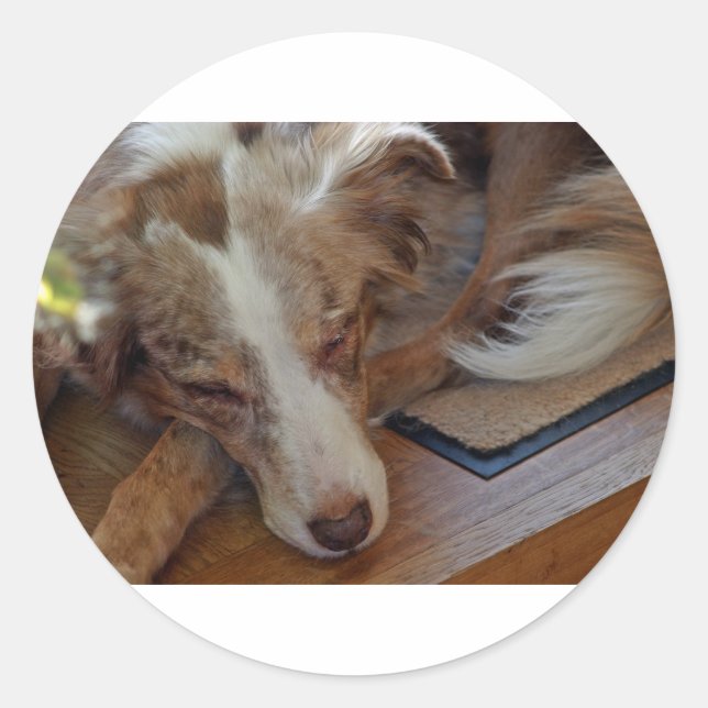 australian shepherd red merle sleeping classic round sticker (Front)