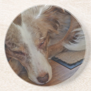australian shepherd red merle sleeping coaster