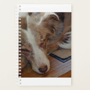 australian shepherd red merle sleeping planner