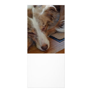 australian shepherd red merle sleeping rack card