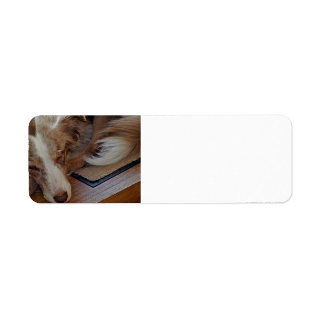australian shepherd red merle sleeping return address label (Front)
