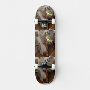 australian shepherd red merle sleeping skateboard
