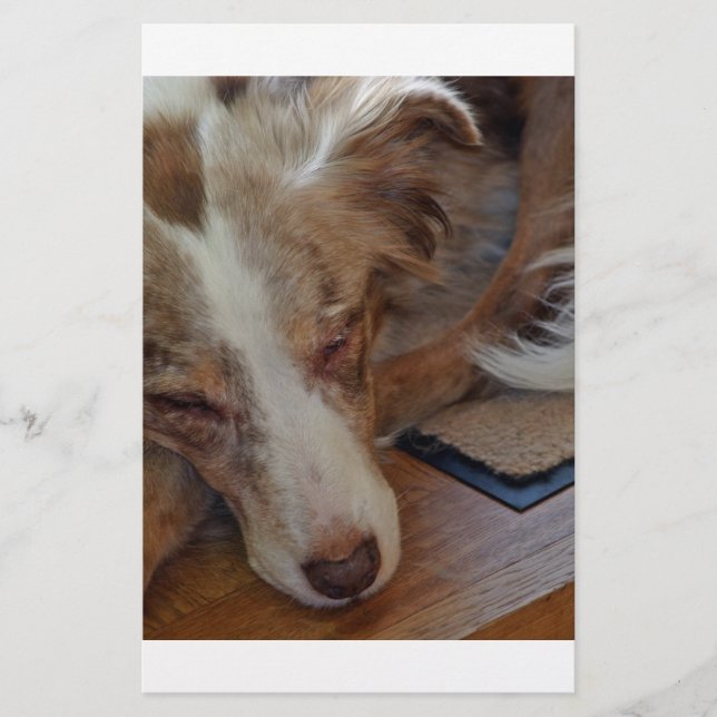 australian shepherd red merle sleeping stationery (Front)
