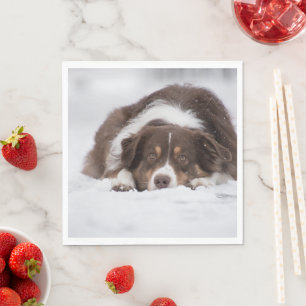 australian shepherd red tri laying in snow napkin