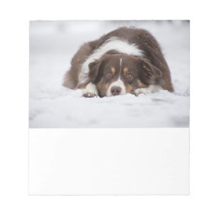 australian shepherd red tri laying in snow notepad