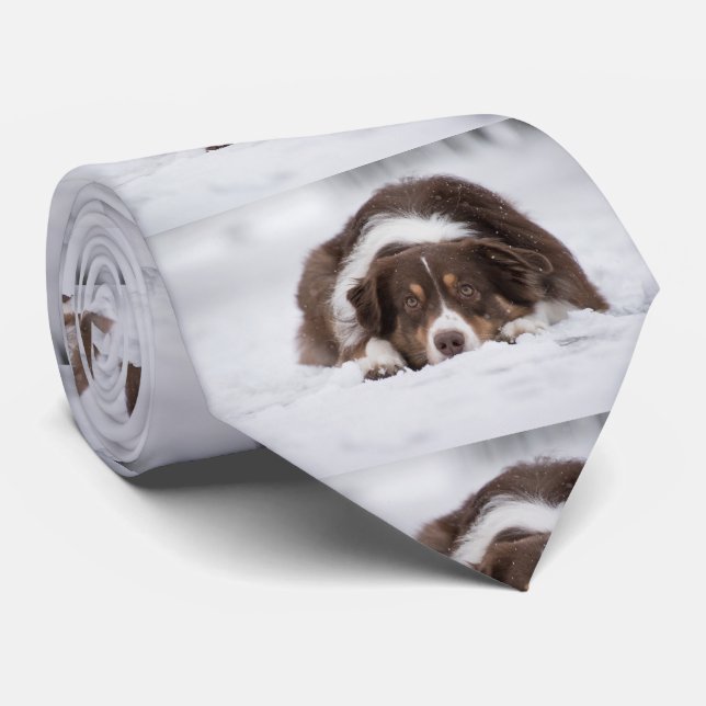 australian shepherd red tri laying in snow tie (Rolled)