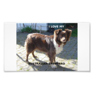 australian shepherd red tri love w pic photo print
