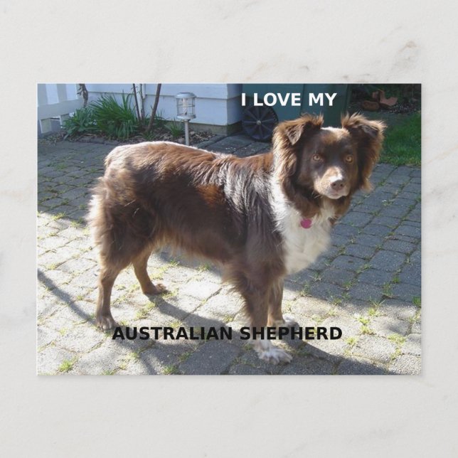 australian shepherd red tri love w pic postcard (Front)