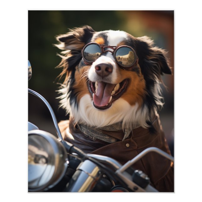 Australian Shepherd riding a motorcycle - Poster (Front)