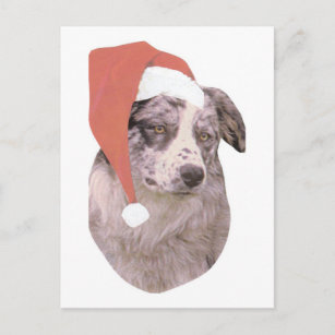 Australian Shepherd Santa Hat Holiday Postcard