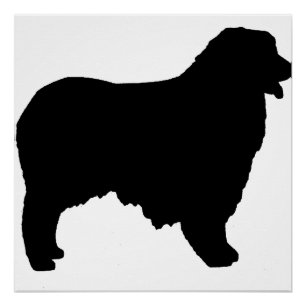 Australian Shepherd silo Poster
