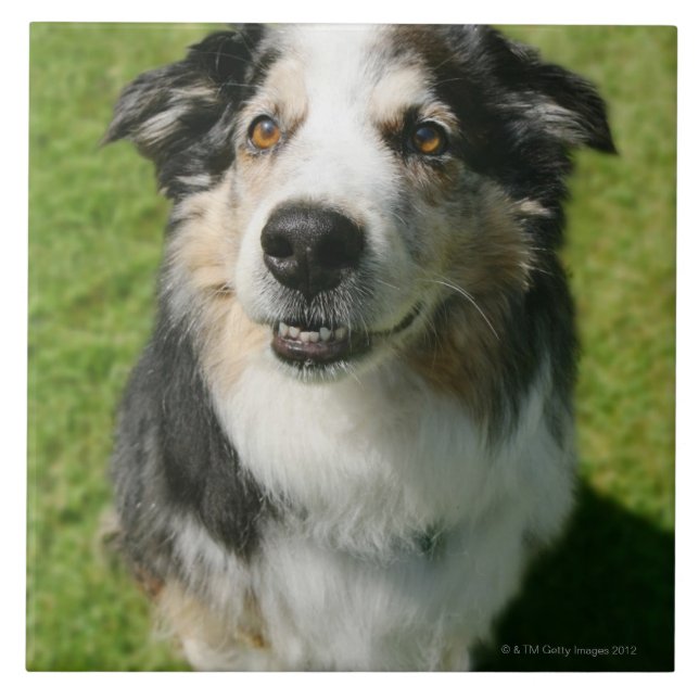 Australian Shepherd smiling at camera Ceramic Tile (Front)