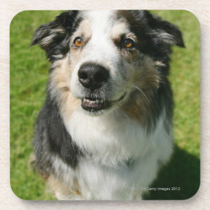 Australian Shepherd smiling at camera Coaster