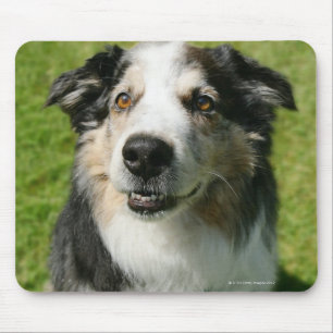 Australian Shepherd smiling at camera Mouse Pad