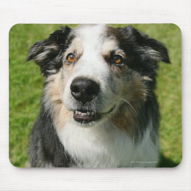 Australian Shepherd smiling at camera Mouse Pad (Front)