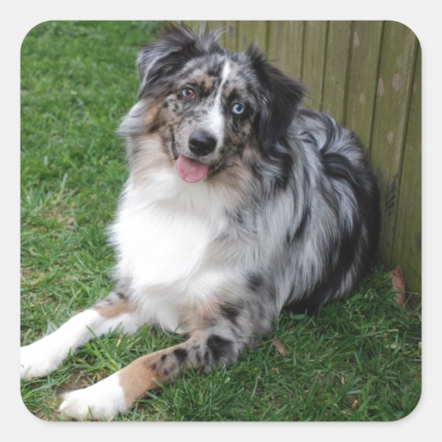 Australian Shepherd Square Sticker (Front)