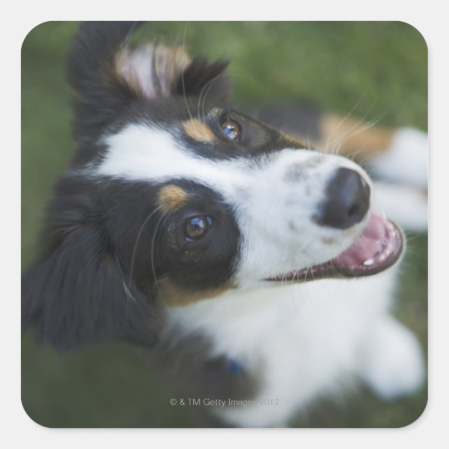 Australian Shepherd standing on hind legs Square Sticker (Front)
