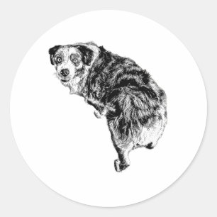 Australian Shepherd Sticker – Over-the-Shoulder Po