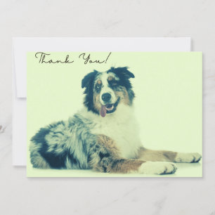 Australian Shepherd Thank You Card