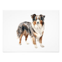 Australian Shepherd watercolor clipart Australian