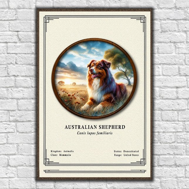 Australian Shepherd Zoology Series Poster (Creator Uploaded)