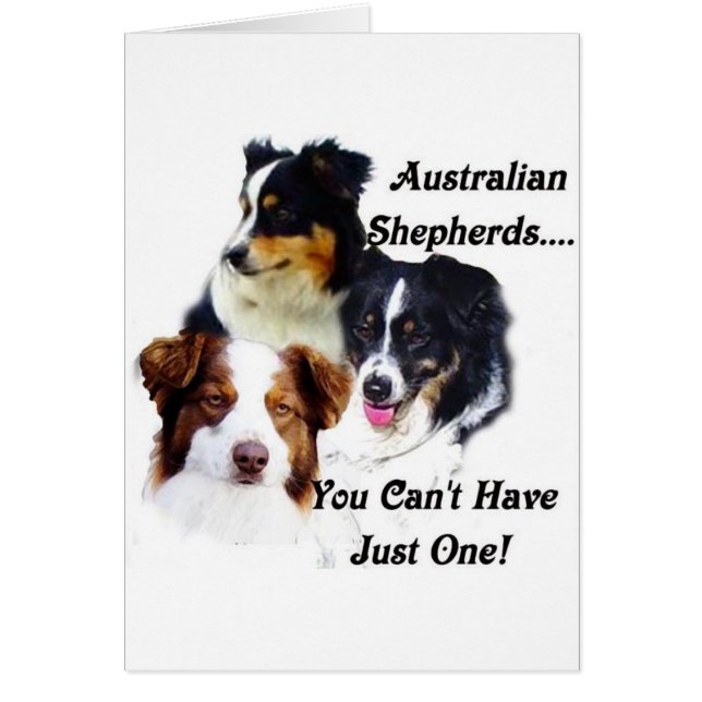 Australian shepherds (Front)