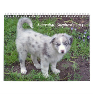 Australian Shepherds 2013 Calendar