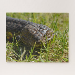 Australian Shingleback Blue Tongue Lizard, Jigsaw Jigsaw Puzzle