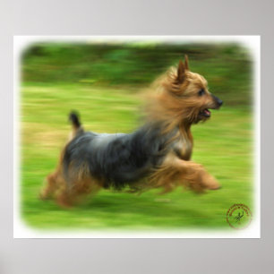 Australian Silky Terrier design Poster