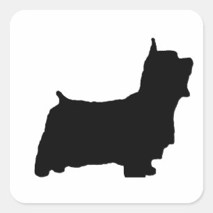 australian_silky_terrier silo square sticker