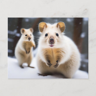 Australian Snow Quokka in Snow Snokka  Postcard